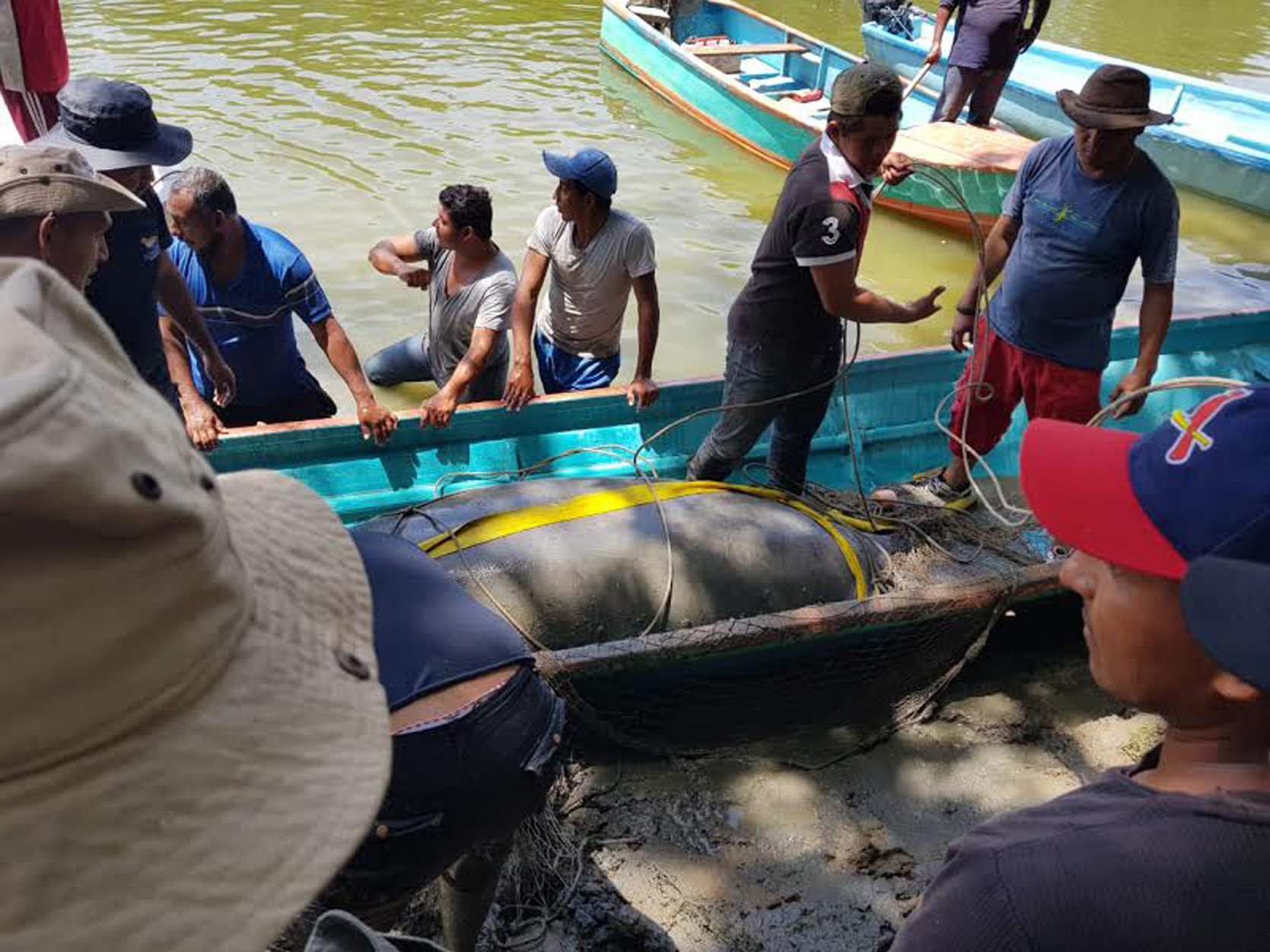 Pide Profepa a especialistas muestras de donde murieron manatíes en Tabasco