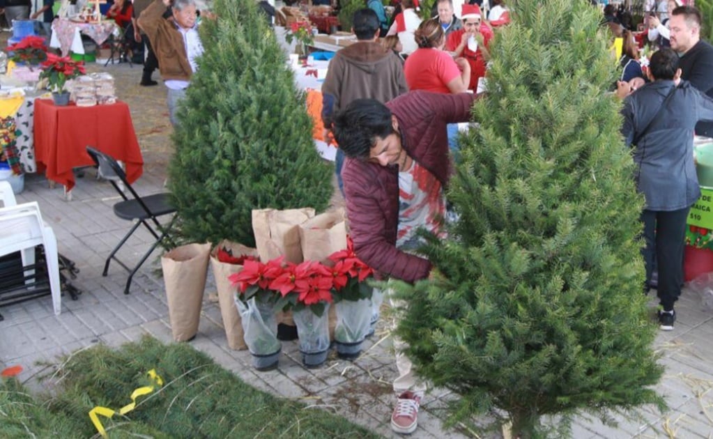 Alistan reciclaje de árboles navideños en Edomex