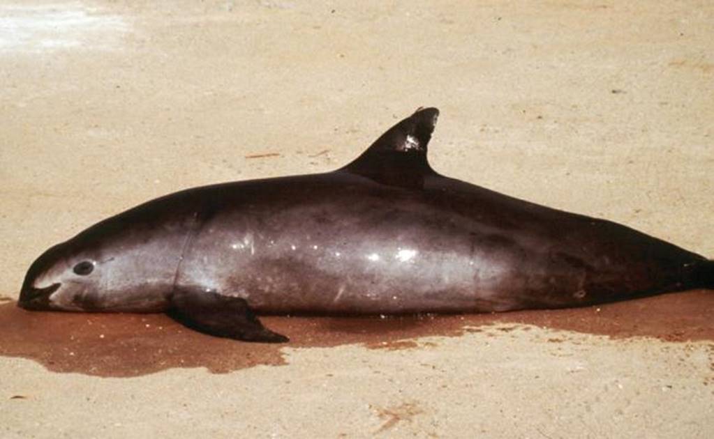 Mexico bans night fishing, gill nets for vaquita porpoise 
