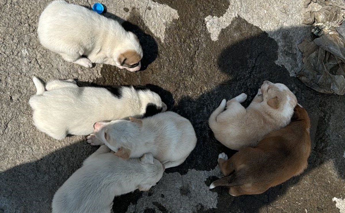 Abandonan a 8 cachorros en la alcaldía Gustavo A. Madero; internauta pide apoyo para adopciones