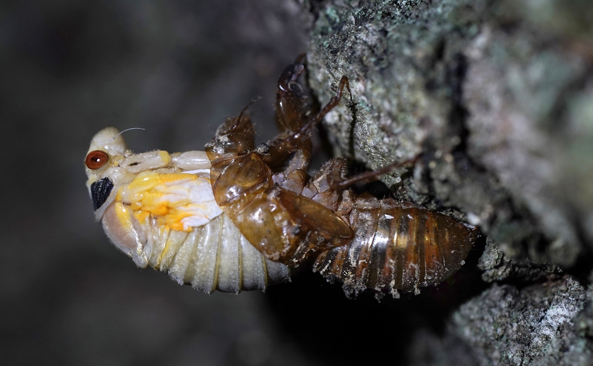 Millones de cigarras Brood X emergen e 'invaden' Estados Unidos 