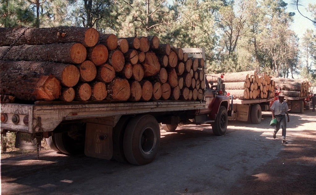 Profepa asegura 58 toneladas de madera por tala ilegal en Milpa Alta