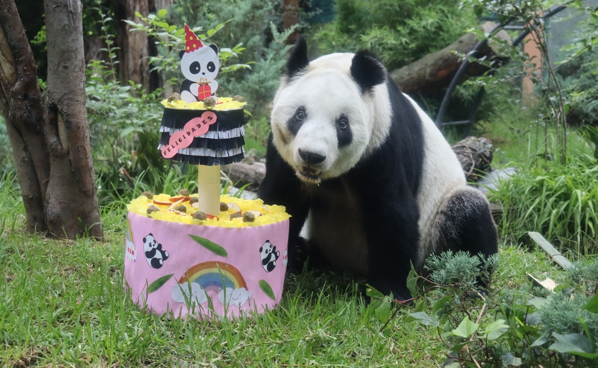 ¡Qué barbarosidad! Xin Xin, la legendaria panda de Chapultepec cumple 34 años