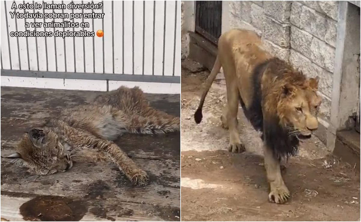 Videos de animales en estado deplorable son antigüos; Bioparque La Cueva niega maltrato animal