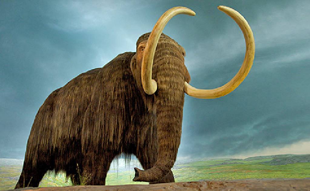 Cerebro de mamut y elefante moderno son idénticos: científicos