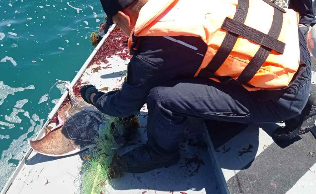 Secretaría de Marina libera especies marinas en veda y asegura artes de pesca prohibidas en Baja California Sur