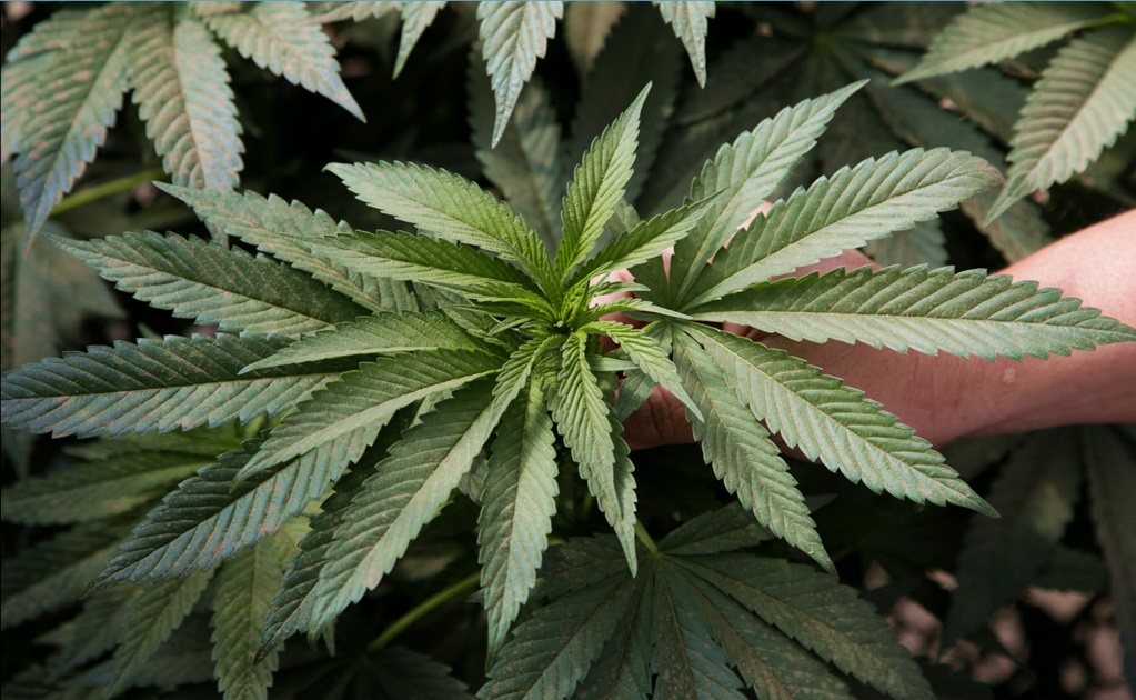 Mexico’s Senate to vote for marijuana legalization