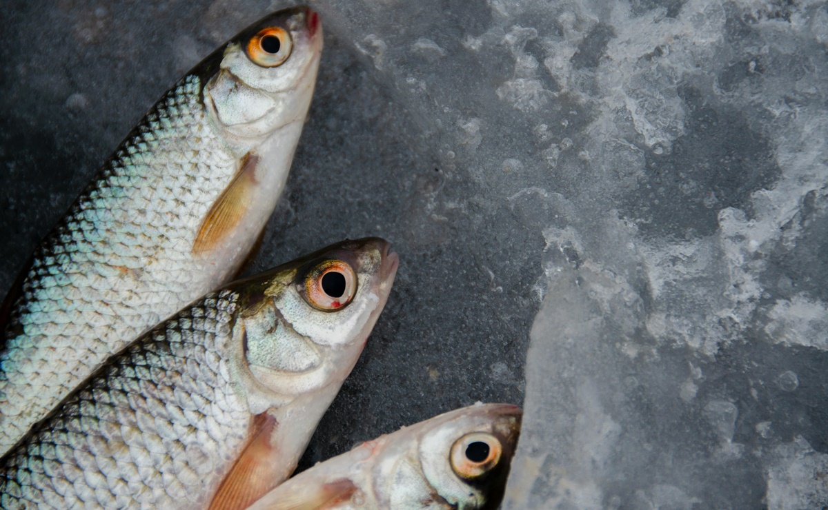 Estas son las recomendaciones de la Profeco para la compra de pescados y mariscos