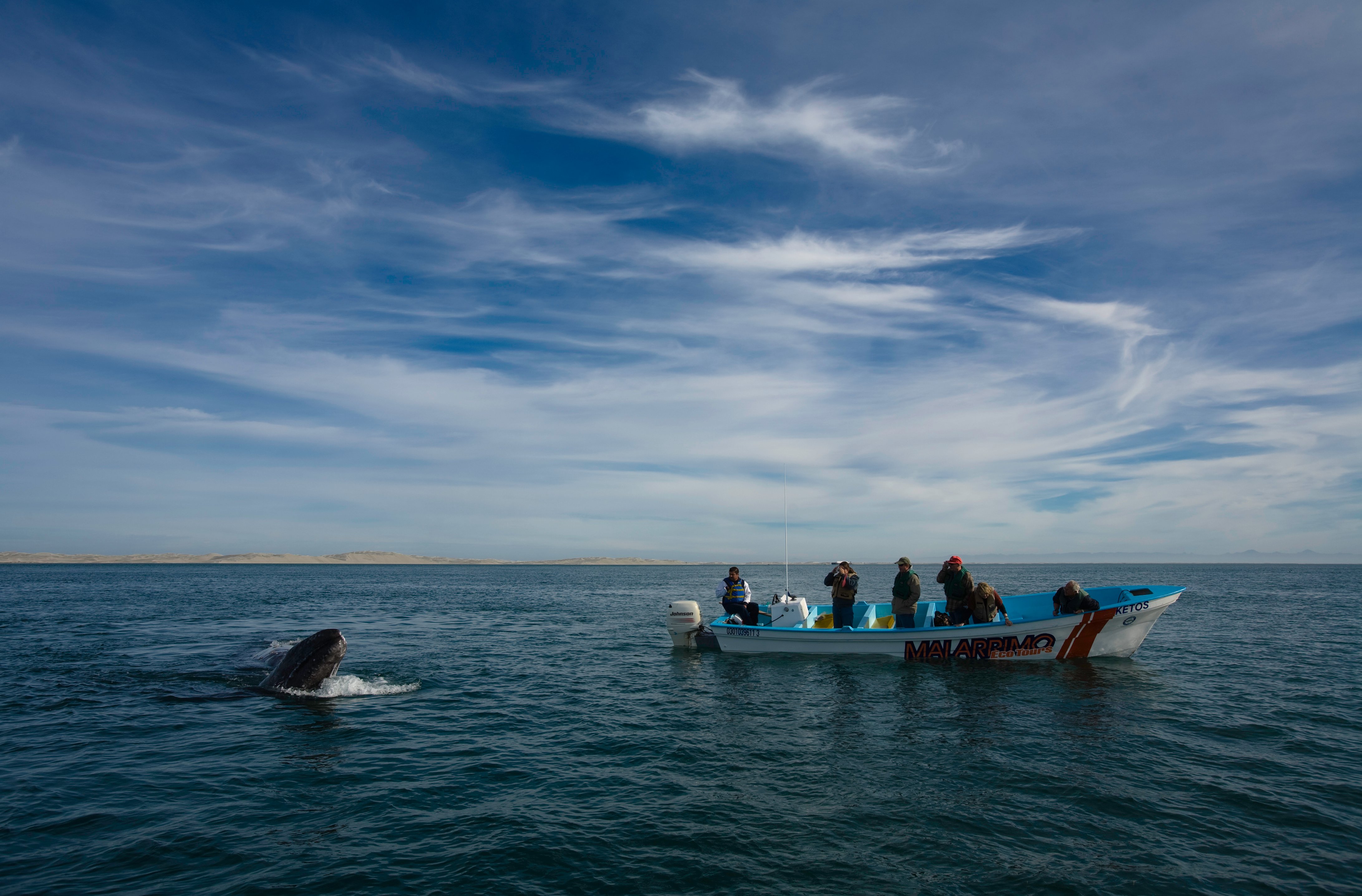 Mulegé: delfines y lobos marinos en el mar de Cortés