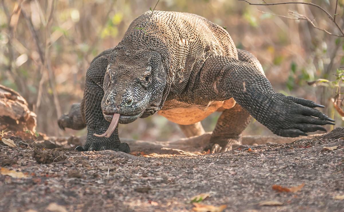 Dragón de Komodo, el mayor lagarto del planeta, está "en peligro" de extinción