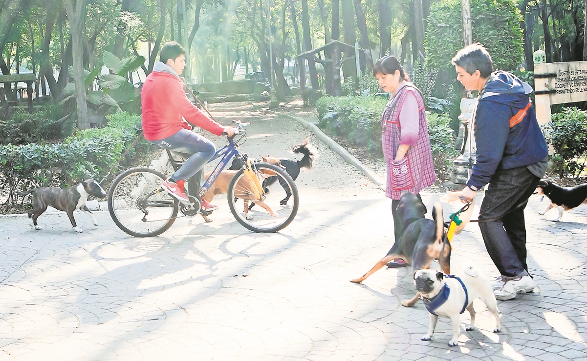 PRI propone instalar botes para popó de perros y mascotas en las 16 alcaldías de CDMX