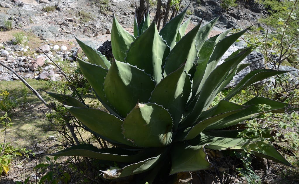 Jornadas mezcaleras, diálogos sobre el destilado