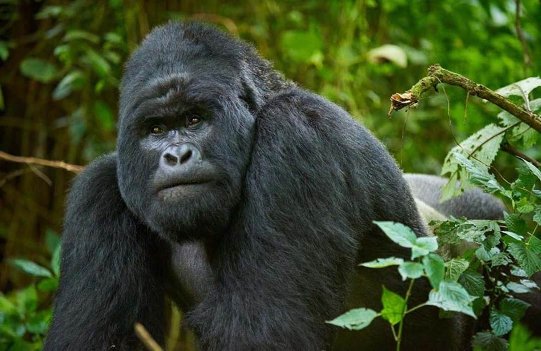 Buena noticia, se recupera población de gorilas de montaña