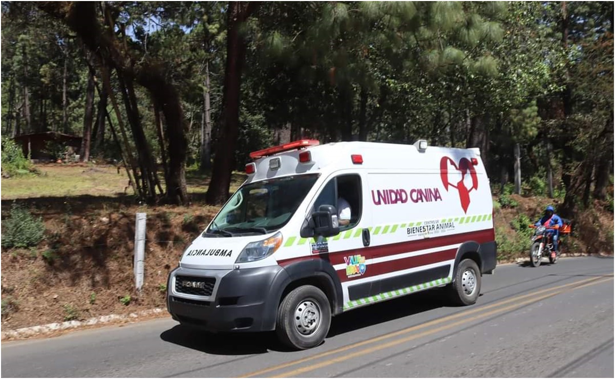 Instalan ambulancia animal para atender a animales afectados por los incendios forestales en Valle de Bravo