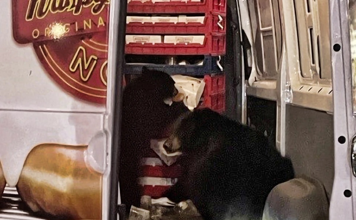 Osos saquean camioneta de donas que hacía entregas en Alaska