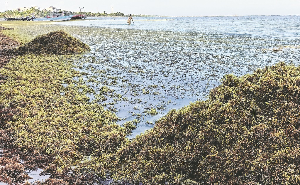 Sargazo verde llega a playas de Boca del Río, Veracruz