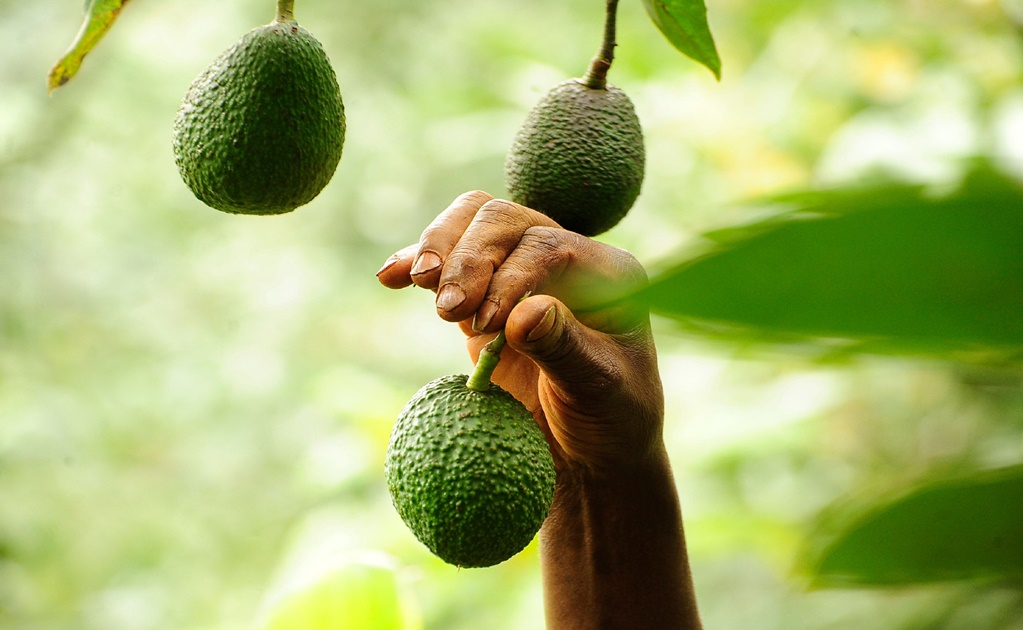 Mexican scientists sequence avocado genome