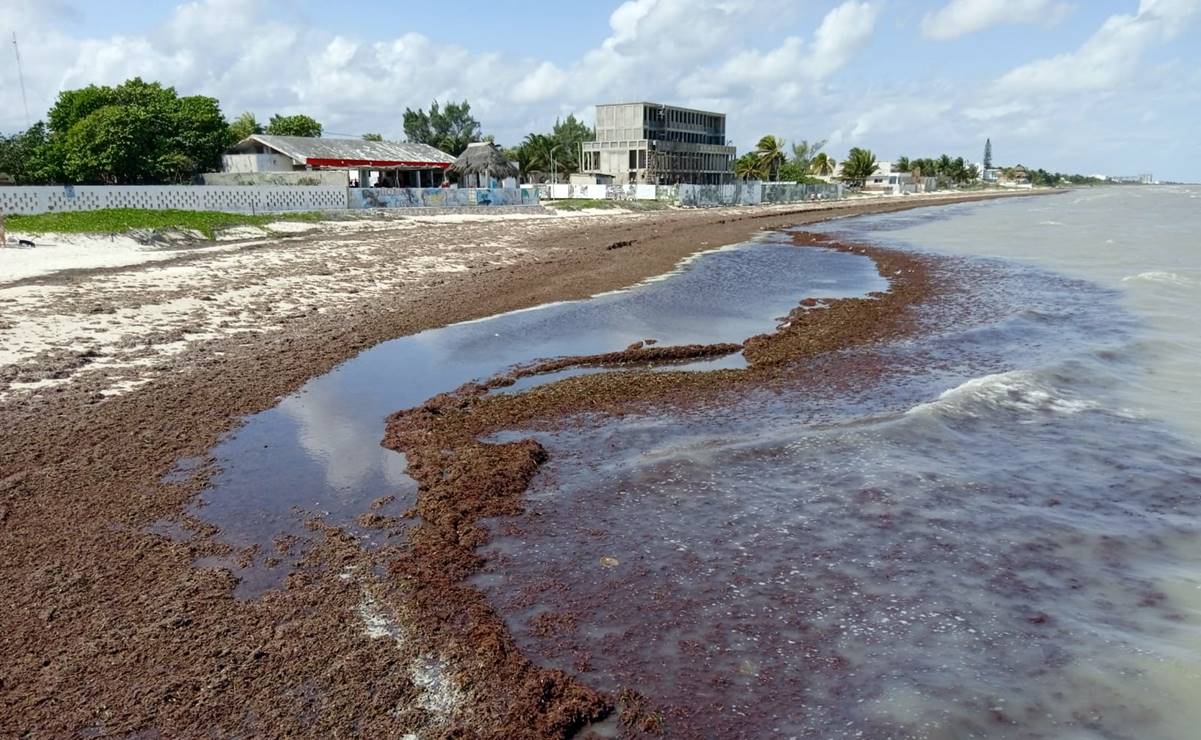 "Megacinturón" de sargazo en el Atlántico llega a cantidad récord de 13 millones de toneladas