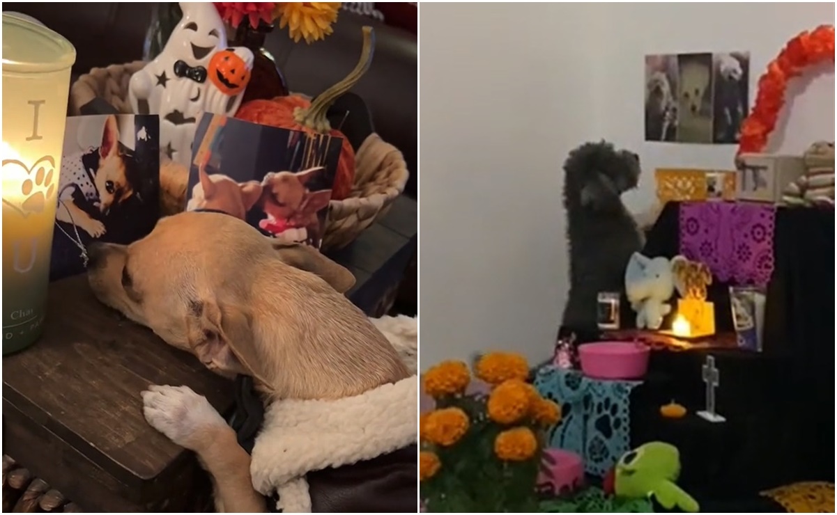VIDEOS: Perritos conmueven TikTok al reaccionar a las ofrendas para mascotas