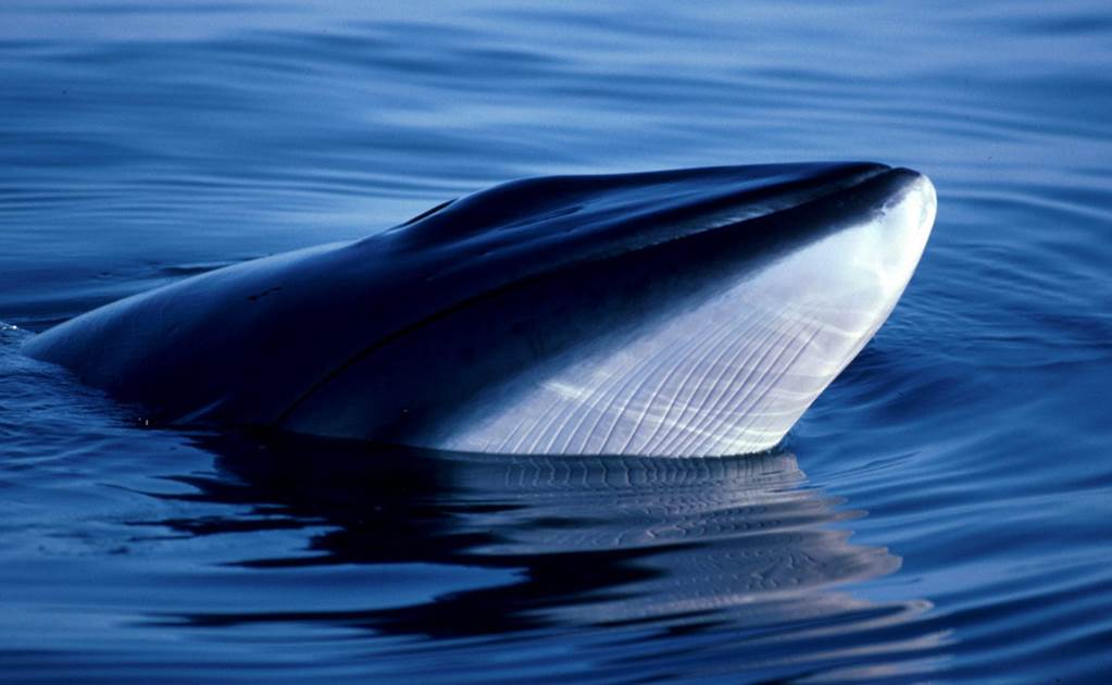 Ballenas tienen nervios elásticos