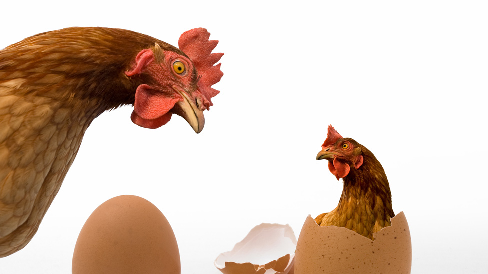 ¿Qué fue primero el huevo o la gallina? La UNAM resuelve el misterio