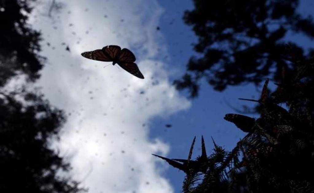 Monarch butterflies change course to avoid Hurricane Patricia