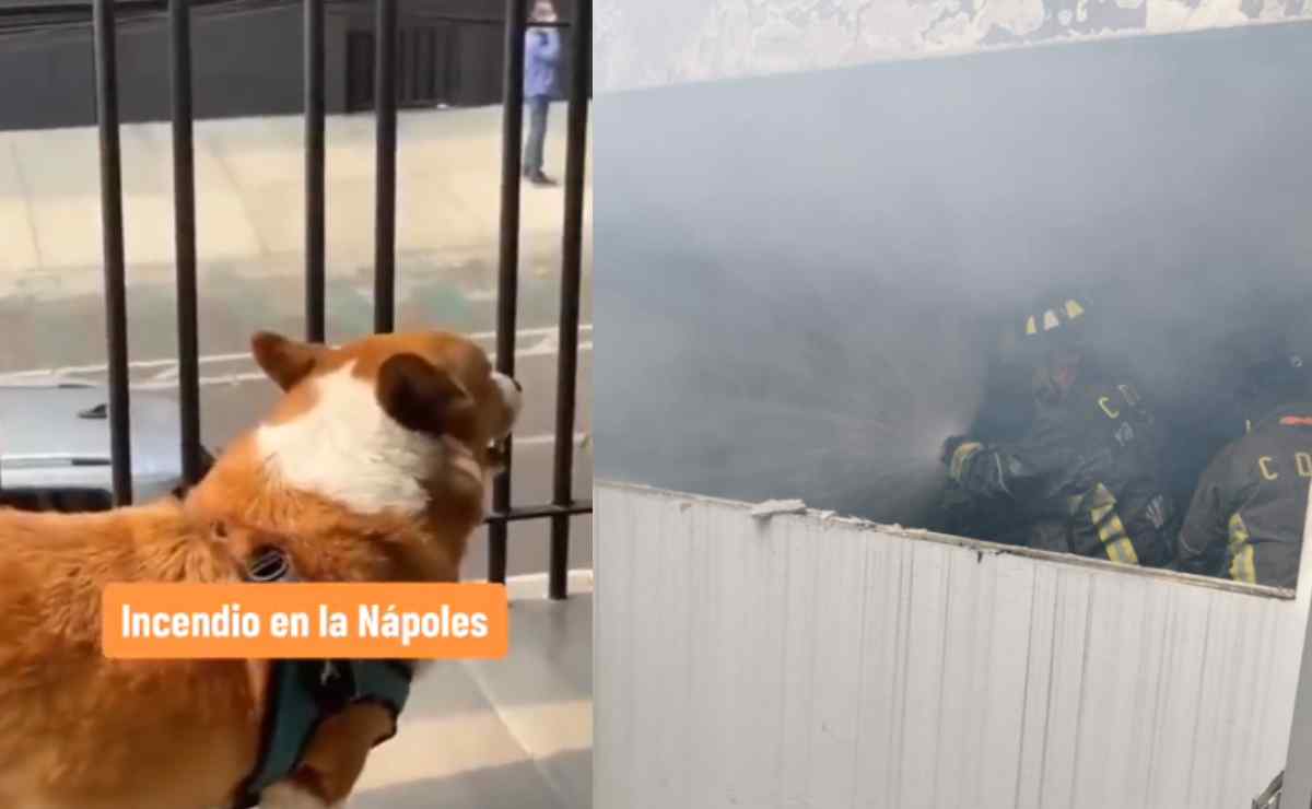 "Sus ladridos no paraban": Así intentaron salvar a 6 perritos del incendio en la Nápoles, VIDEOS