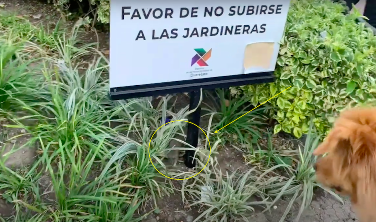 Siguen esfuerzos para controlar plaga de ratas en el Centro Histórico ...