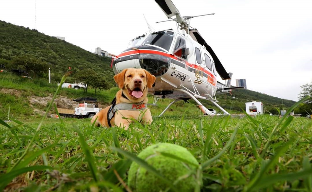 Tras 6 años de servicio, perrito rescatista “Joe” se prepara para su jubilación