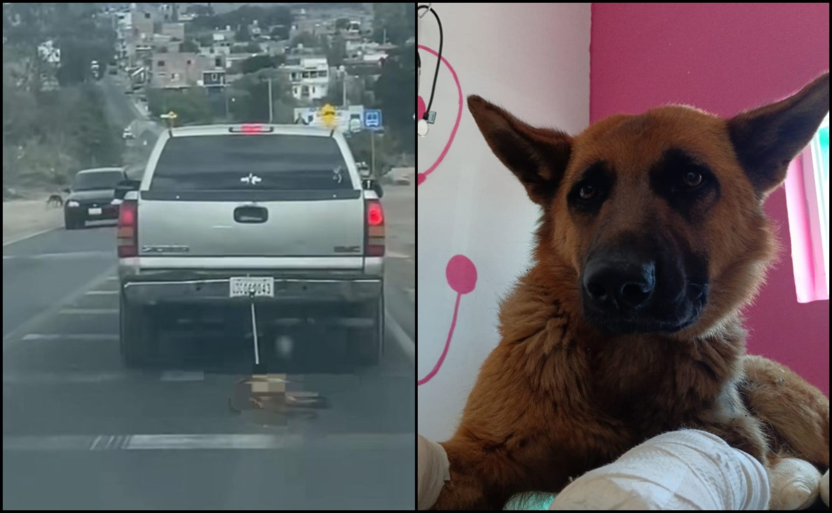VIDEO: Rescatan a “Coqueta”, perrita amarrada y arrastrada por una camioneta en Guanajuato