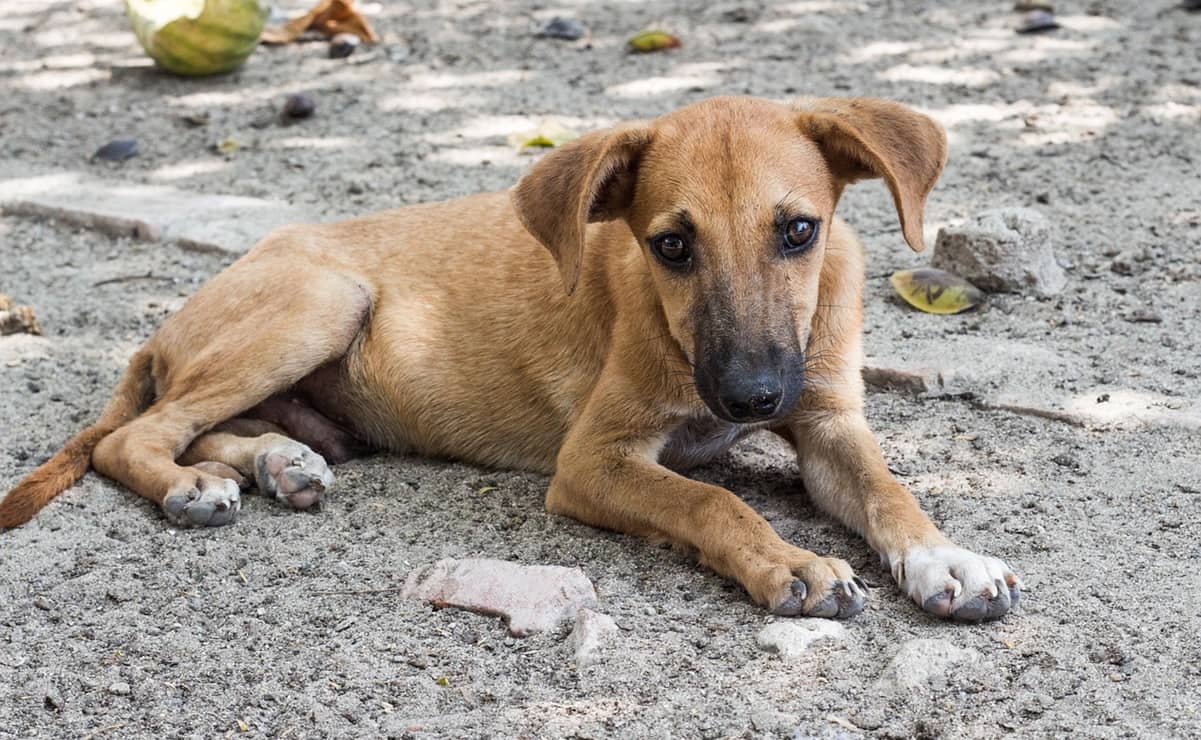 Turquía analiza sacrificar a 4 millones de perros callejeros si no se les encuentra dueño y desata indignación