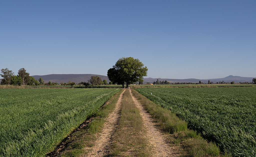 Agricultura sostenible en el Bajío, de la mano de PepsiCo México