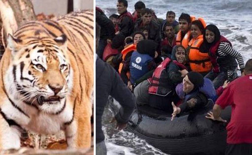 Refugiados piden ser devorados por tigres
