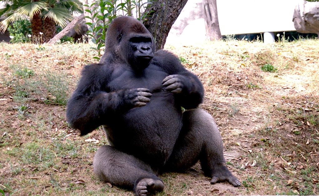 Matan a gorila para rescatar a niño en Ohio 