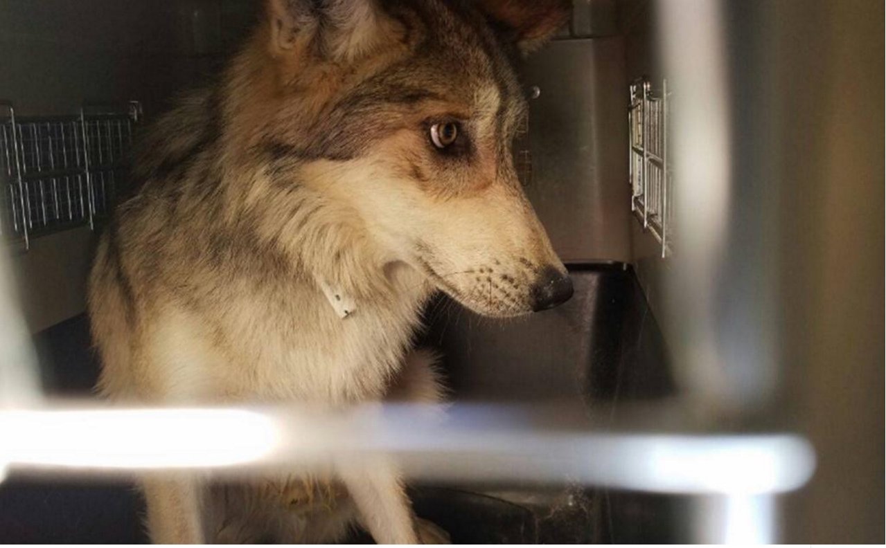 11 Mexican wolves released into natural habitat in Chihuahua