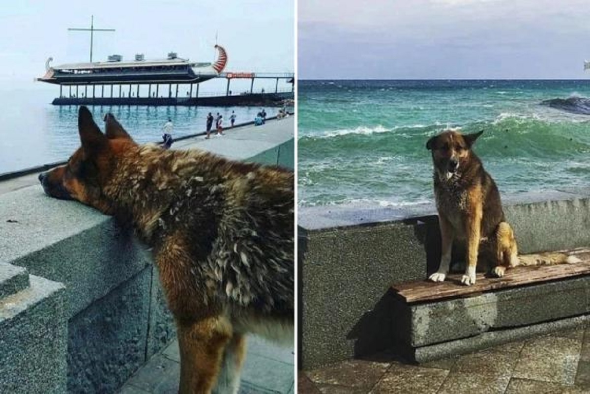 VIDEO: Muere el 'Hachiko' de Crimea, el perro que esperó por años el regreso de su dueño 
