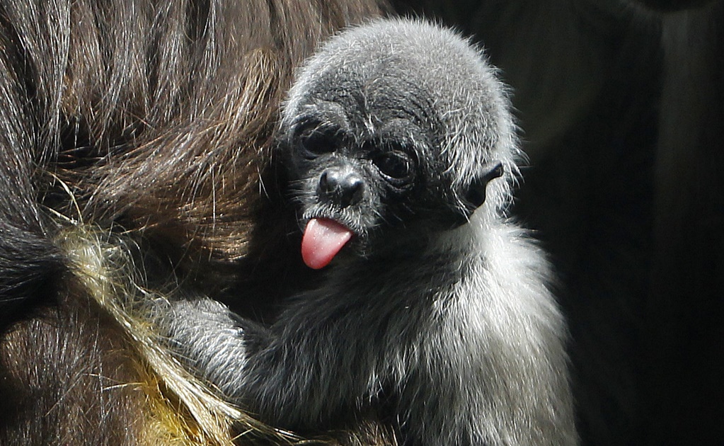Nace en Zoo de Medellín cría de mono araña, especie en peligro de extinción