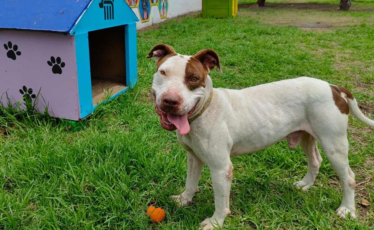 Centro de Transferencia Canina del Metro busca hogar para 5 lomitos viejitos