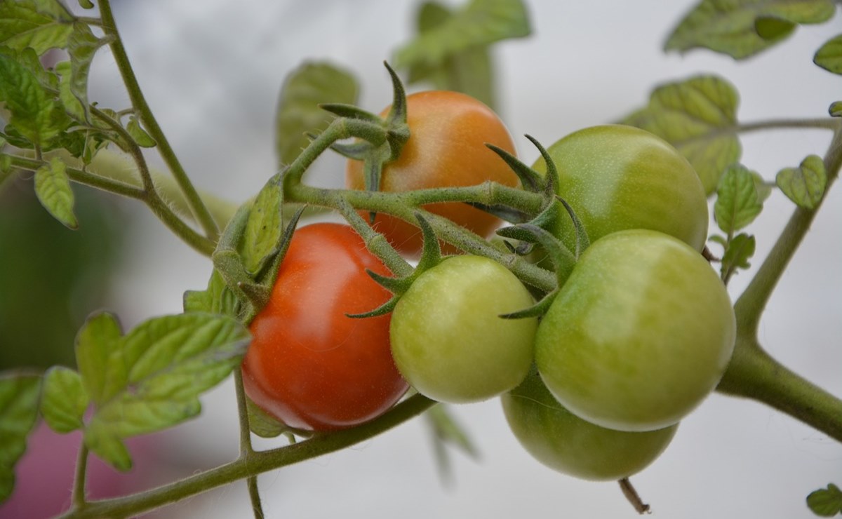 NASA encuentra tomates "perdidos en el espacio" hace casi un año; así lucen