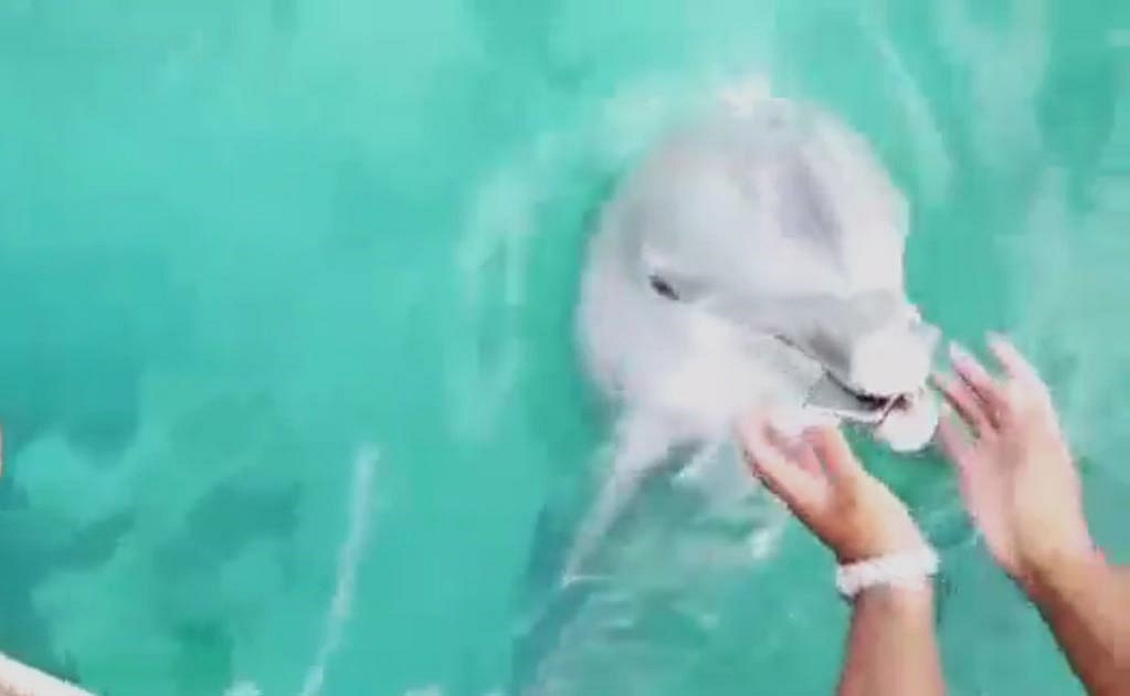 Video. Mujer pierde celular en el mar y un delfín se lo devuelve