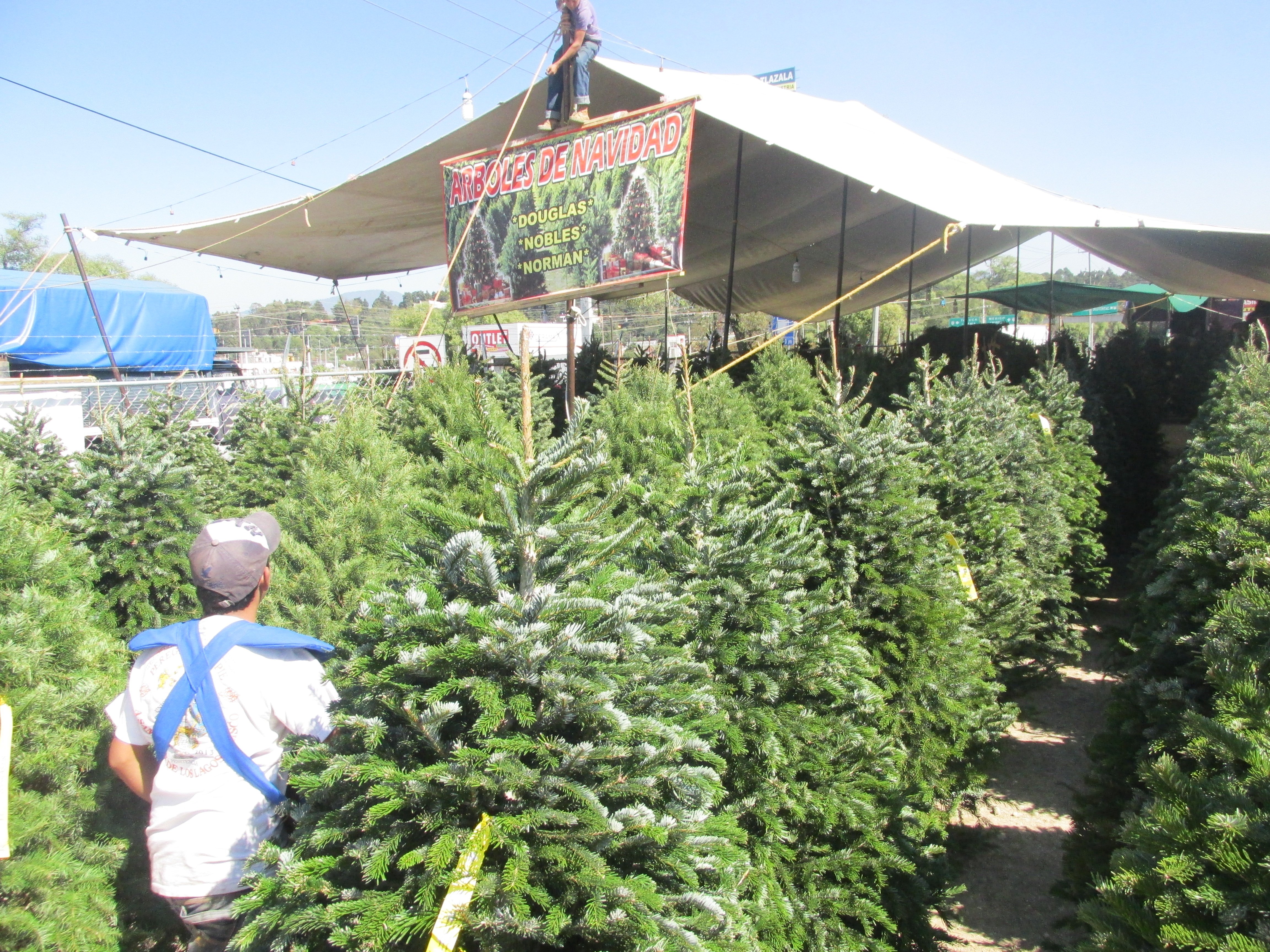 Productores capitalinos ofertan 200 mil árboles de Navidad