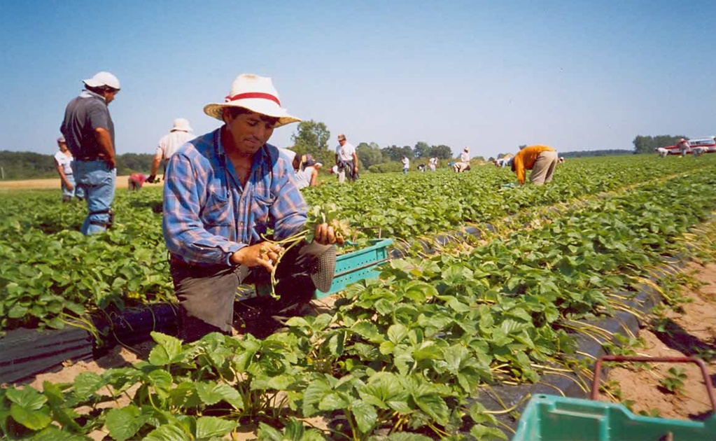 Agricultural workers' hopes and dreams are set in Canada