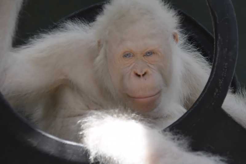 El único orangután albino del mundo vivirá en su propia isla artificial