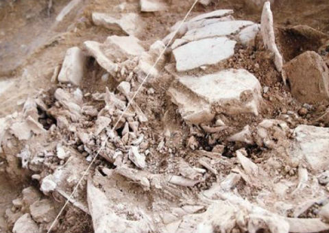 Descubren fósil en Corregidora 