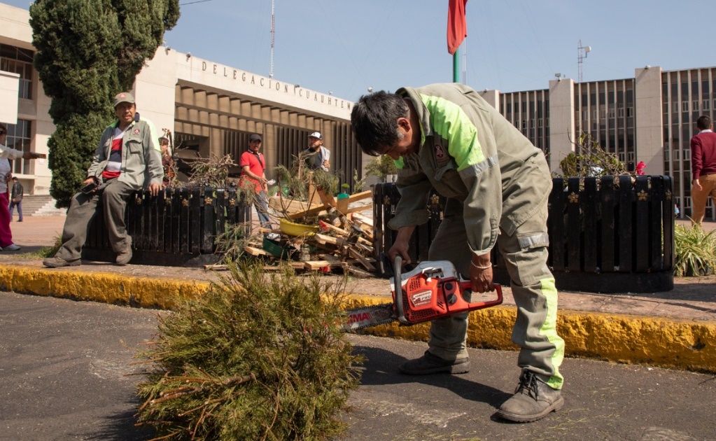 Alistan recepción de árboles de Navidad en Cuauhtémoc 
