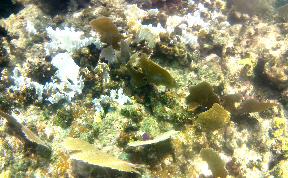 Intenso aumento de temperatura del mar provoca nuevo blanqueamiento de corales en el Caribe Mexicano