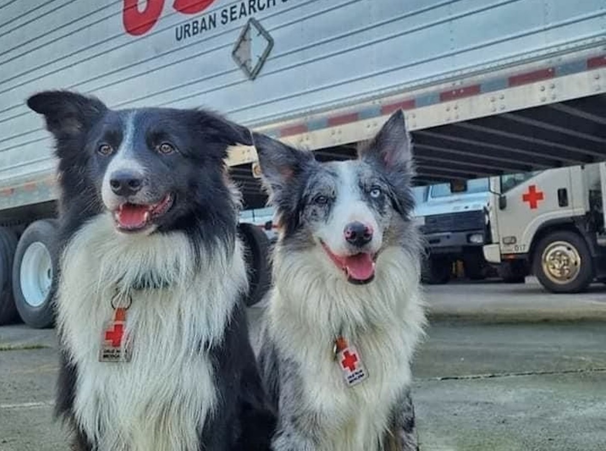 Los perros queretanos Balam y Orly viajan a Turquía para el rescate de personas