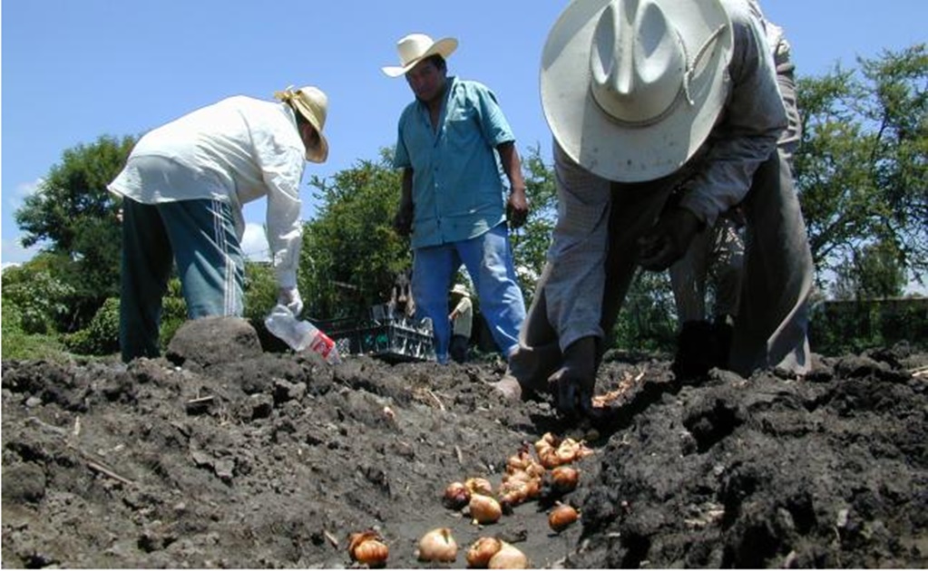 Mexico's native crops hold key to food security: ecologist