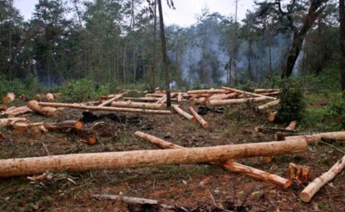 INAI ordena a FGR informar del aseguramiento de cargamentos ilegales de madera de 2013 al 2022