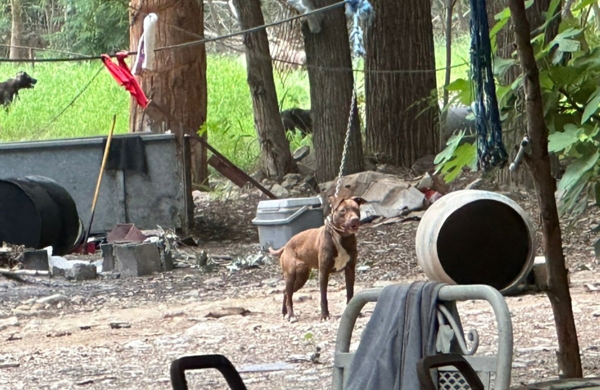 Clausuran criadero de perros tras denuncias por maltrato animal en Monterrey